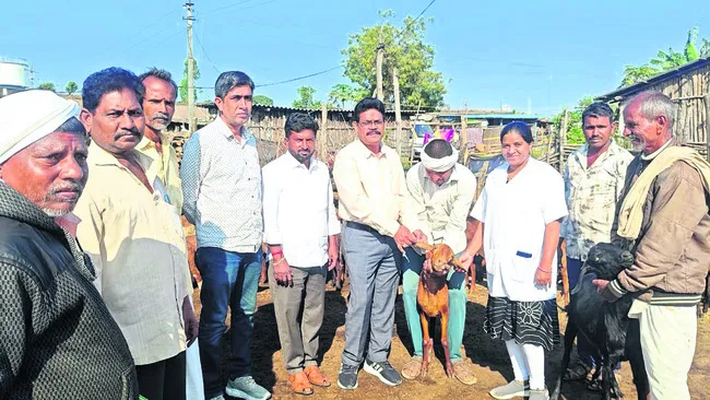 జీవాలకు టీకాలు తప్పనిసరిగా వేయించాలి 