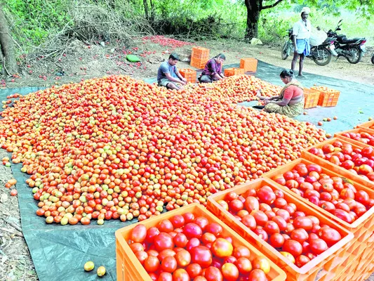 టమాట ధర ఢమాల్‌!