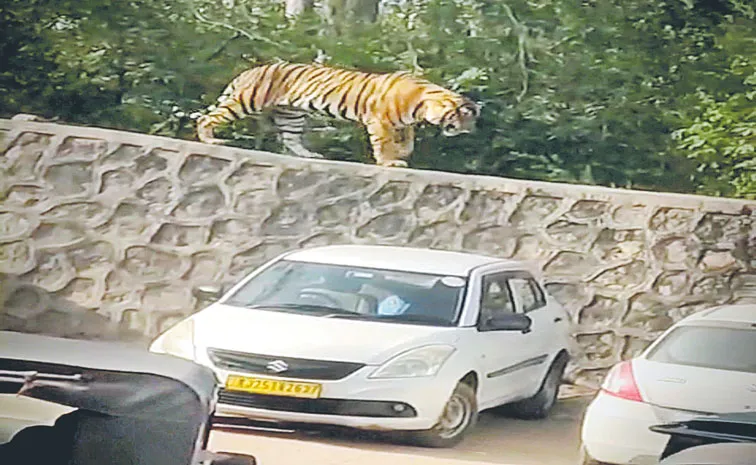 Tiger cub walks into Ranthambore Fort parking area