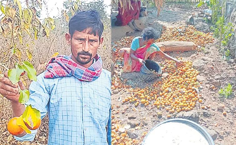 Use of mushini seeds in medicine