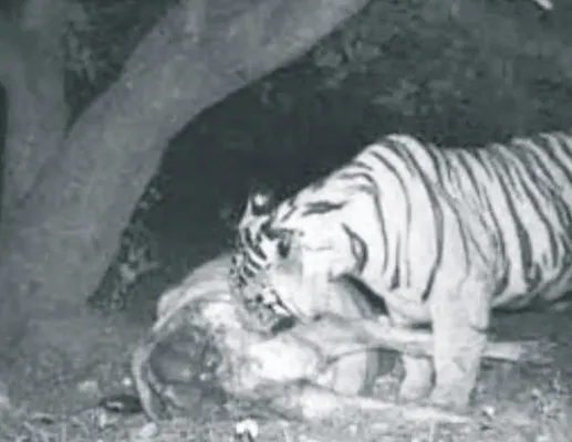 వీడని పులి భయం