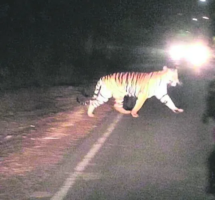 అదిగో పులి..! 