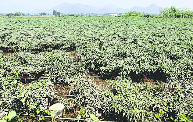 క్వారీల దుమ్ము.. సాగు ఆశలు వమ్ము 