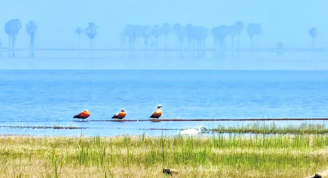 బ్యాక్‌ వాటర్‌లో బ్రాహ్మిణి బాతులు 