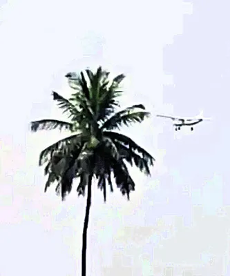 అరణ్యంపై విమానం సర్వే! 