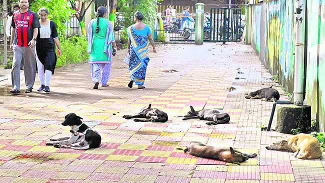 భారంగా వీధి కుక్కల పర్యవేక్షణ