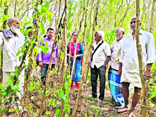 తమలపాకు తోటల పరిశీలన 