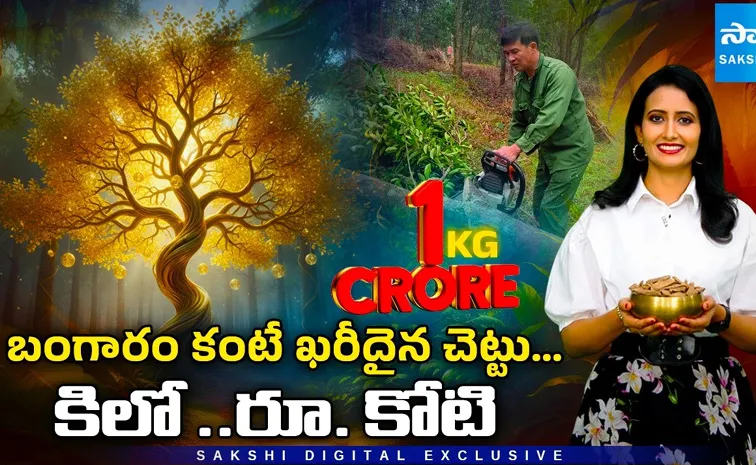 బంగారం కంటే ఖరీదైన చెట్టు.. కిలో రూ. కోటి