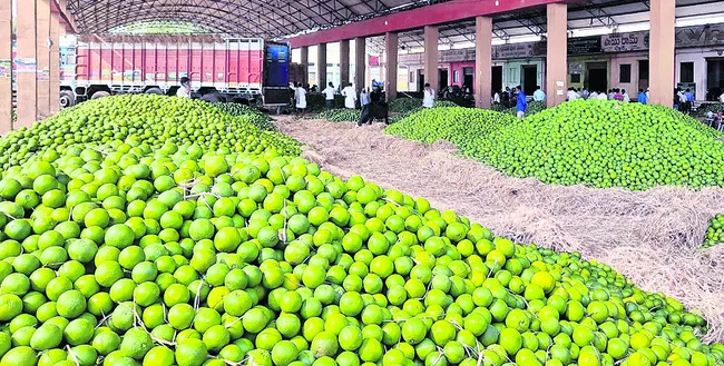 మొదలైన ‘చీనీ’ సీజన్‌ 