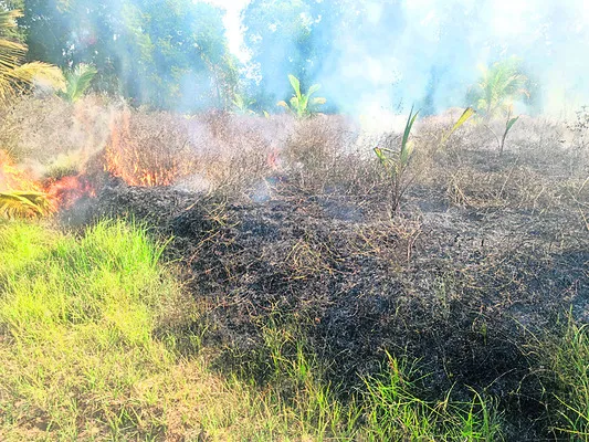 బంగారుమెట్టలో కొబ్బరి, సరుగుడు తోటలు దగ్ధం
