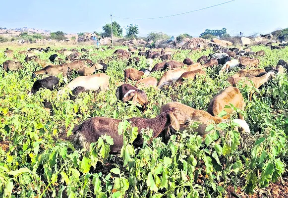 ధరల పతనంతో వంగ రైతు బెంగ