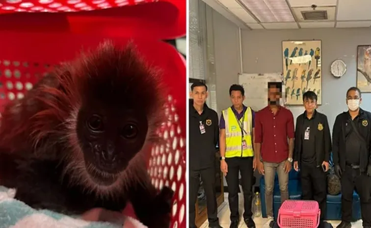 కొంపముంచిన కోతుల రవాణా : ఇండియన్‌ టూరిస్ట్‌ అరెస్ట్‌