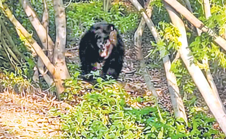 రైతులపై ఎలుగుబంటి దాడి 