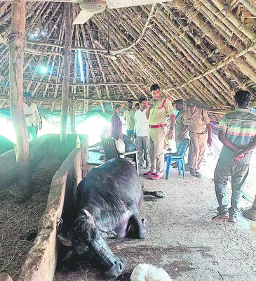 తిమ్మాపురంలో మూగజీవాల మృతి 