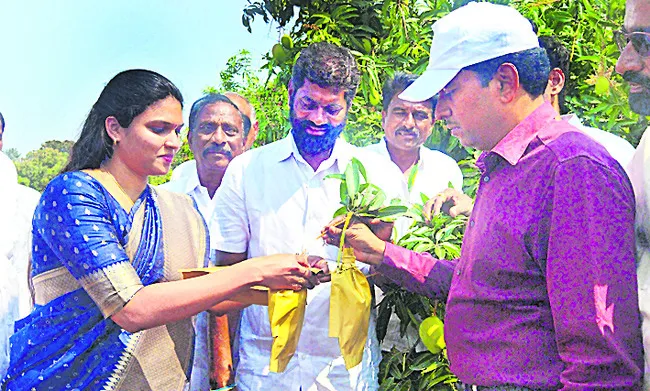 మామిడి తోటల పరిశీలన 