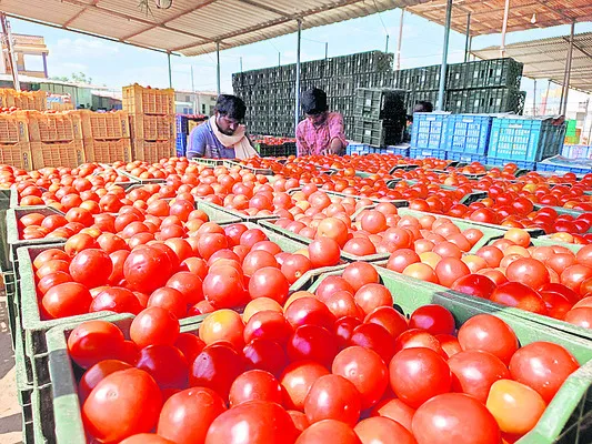 టమాట వినదే! 