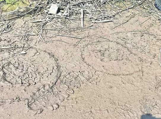 రాత్రి వేళల్లోనే సంచారం 