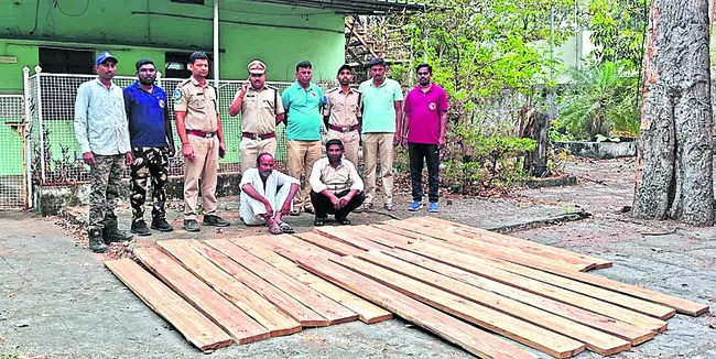 అక్రమంగా నిల్వ ఉంచిన కలప పట్టివేత