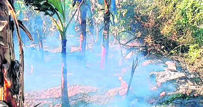 అరటి పంట దగ్ధం.. రూ. లక్షల్లో నష్టం 