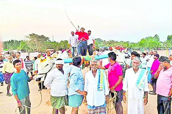 ఎడ్ల పోటీలు ప్రారంభం 