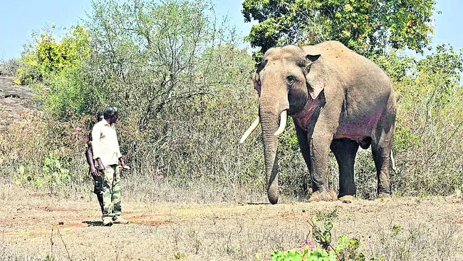 ‘రివాల్డో’ కన్నుమూత