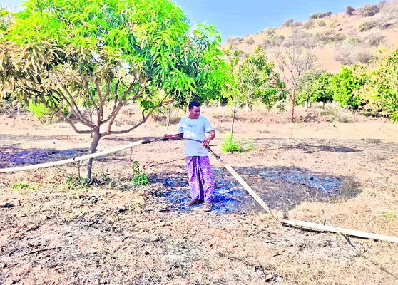 మామిడి తోటలో షార్ట్‌ సర్క్యూట్‌ 