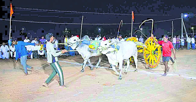 పోలు రాధా ఎడ్ల పందేలలో బాపట్ల జిల్లా హవా 