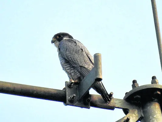 జన్నారం డివిజన్‌లో  అరుదైన పక్షి
