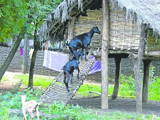 ● మాకో మే...డ! 
