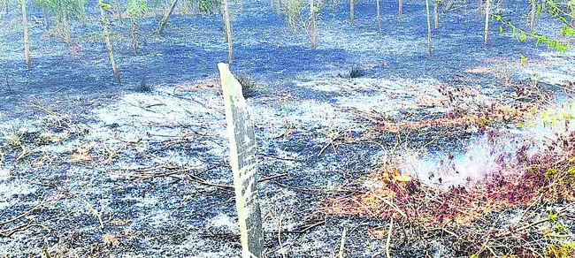 మహాగని తోట దగ్ధం 
