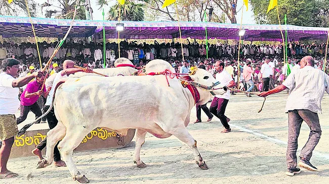 సూర్యాపేట వృషభాల విజయం