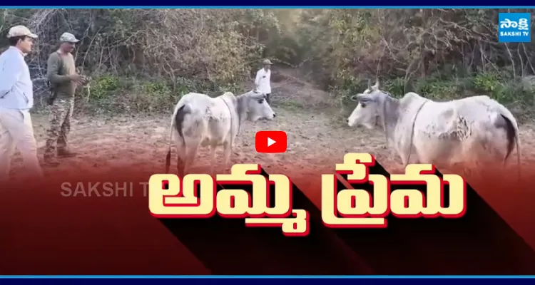 Komaram Bheem: పులిదాడిలో ప్రాణాలు కోల్పోయిన లేగ దూడ