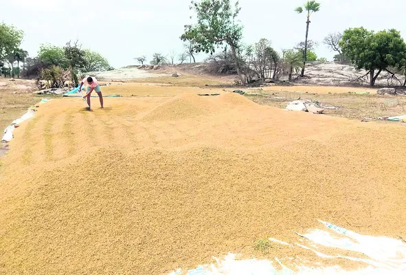 సన్నాల బోనస్‌ రూ.43.19 కోట్లు