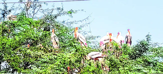 చుట్టాలు వచ్చాయి !