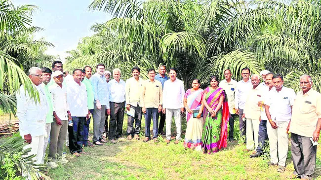 ఆయిల్‌పామ్‌ సాగు  లాభదాయకం