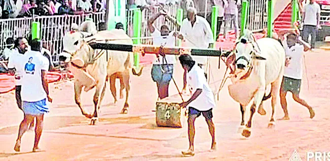 కాలుదువ్వితే బహుమతి కొట్టేస్తాయి! 