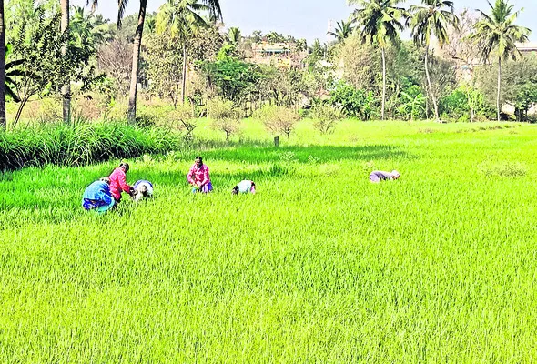 యూరియా.. ఏదయా! 