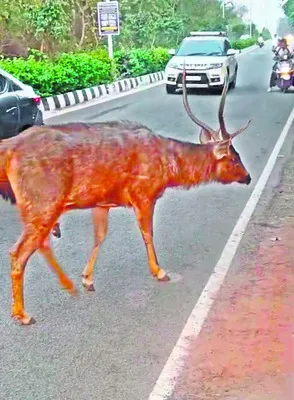 జనారణ్యంలోకి కనుజు