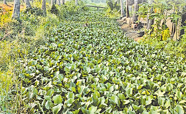 Budget allocations for Godavari Delta are meager