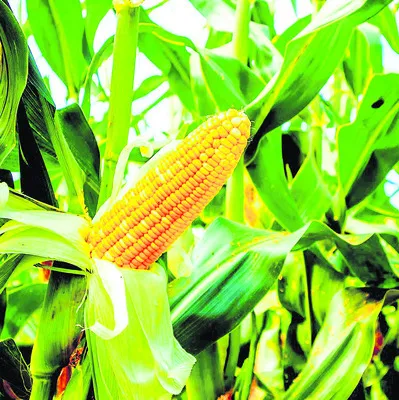 మొక్కజొన్న జోరు..