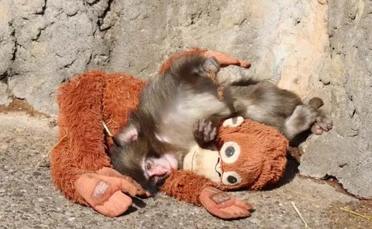Baby Monkey From A Japanese Zoo Read His Story