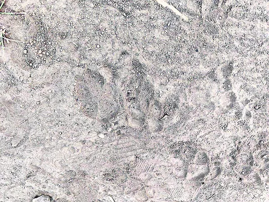 చిరుతనా..తోడేళ్లా?