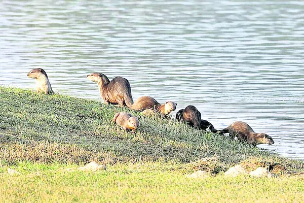 గొల్లాపూర్‌ చెరువులో సందడి