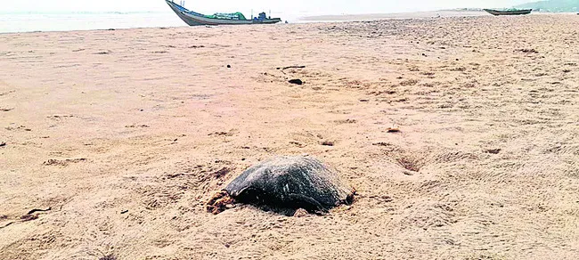 కూర్మ విలాపం 