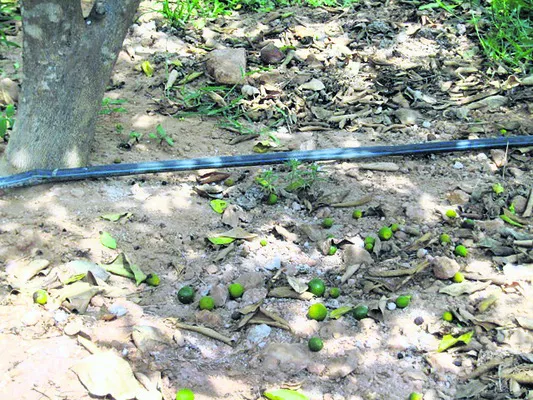 పూత, పిందె నిలిస్తేనే బత్తాయి దిగుబడి