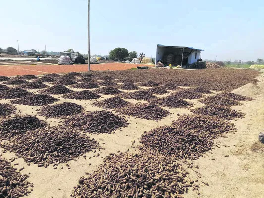 సాంగ్లీకి వెళ్లినా నిరాశే..