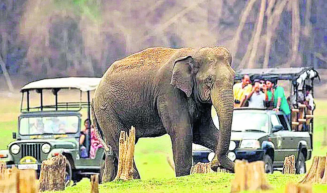 అడవుల్లో సఫారీ.. రైతులకు శాపం