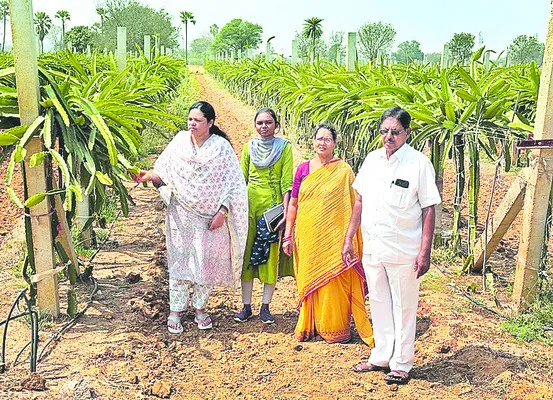 ఉద్యాన పంటల సాగు విస్తీర్ణం పెంచాలి 