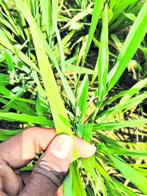 అగ్గి తెగులు.. తేరుకుంటేనే తొలుగు