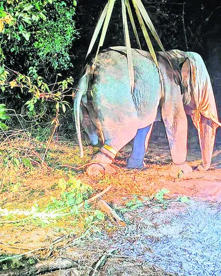 అదుపులోకి వచ్చిన పలంక్‌ 